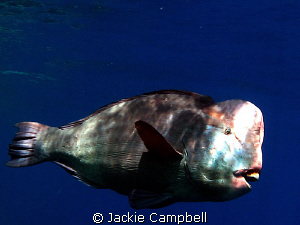 Bumphead parrotfish. Very cool fish but difficult to phot... by Jackie Campbell 